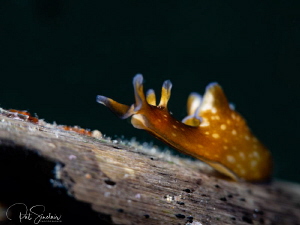 'The Stretch"  -- Sea Hare by Patricia Sinclair 